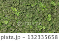 青木原樹海的廣闊森林（無人機空拍） 132335658
