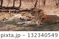 Lionesses of the pride rest in the shade of a large tree. 132340549