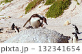 Close-up of an African penguin preening its feathers while standing on a rock. 132341654