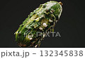 Decayed cucumber with white mold 132345838
