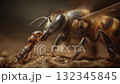 Bee and parasitic mite extreme close-up 132345845
