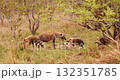 Adult spotted hyena resting and interacting with cubs . Greater Kruger. South Africa. 132351785