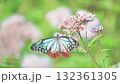 Close-up of a chestnut butterfly spreading its wings among the Eupatorium japonicum 132361305