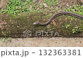 This brown snake is captured in a close-up as it slowly glides across a mossy concrete ledge or border, with its head momentarily lifting. 132363381