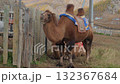 Mongolian camel 132367684