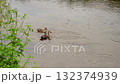 Duck. Spot billed Duck is swimming and eat on the river. anas zonorhyncha 132374939