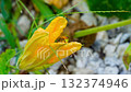 A bumblebee flew to a pumpkin flower 132374946