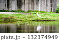 Eastern great egret. A white heron flew up over the river after hunting in Korea 132374949