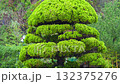 Bansai. Garden with pine tree niwaki. Tree with dense needles and branches. 132375276