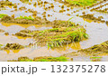 The rice fields after the rice harvest in Korea 132375278