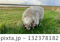 Nature scenery with sheep grazing on the grasslands of Iceland Nature scenery with sheep grazing on the grasslands of Iceland 132378182
