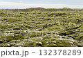 Mossy lava fields and natural scenery in Eldhraun, Iceland Mossy lava fields and natural scenery in Eldhraun, Iceland 132378289