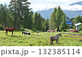 A herd of horses grazes quietly in a meadow next to a farm 132385114