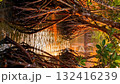 majestic mangroves over the shimmering waters 132416239