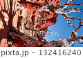 Ancient petrified forest twisted tree remains turned to stone surrounded by red rock formations under a clear bright sky 132416240