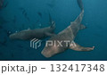 Multiple nurse sharks navigate the deep ocean  132417348