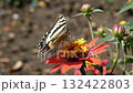A butterfly rests on a flower!? A peaceful time passes quietly 132422803