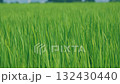 水稻和稻田圖像 132430440