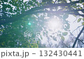 陽光透過樹木，夏日影像，搖攝 132430441