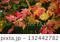 Vibrant autumn leaves in motion, camera pans through colorful foliage 132442782