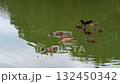 Duck 132450342