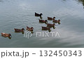 Duck 132450343
