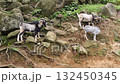 goat  132450345