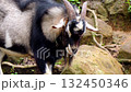 goat  132450346