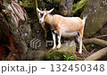 goat  132450348