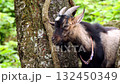 goat  132450349