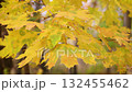 Beautiful Colorful Autumn maple Leaves close up 132455462
