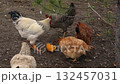 A rooster and five hens are pecking a pumpkin under the pine tree during an overcast day. 132457031