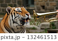 A trumpet for a tiger?! A truly "Taiga" moment 132461513