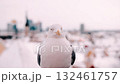 A seagull perched on a snowy rooftop overlooking a winter cityscape at dusk 132461757
