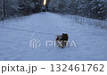 Walking a dog on a snowy forest path in the evening with a sunset glow in the distance 132461762