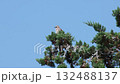 Eurasian jay or Garrulus Glandarius standing on a mediterranean tree branch against the clear blue sky and looking around. Interesting view from below. Animal behaviour concept. 132488137