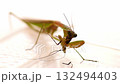 Praying mantis eating a cockroach 132494403