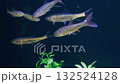 Fish swimming in an aquarium 132524128