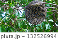 Group of Red dwarf Honey bees on beehive on tree branch with green leaves in background, Social participation of honey bee 132526994