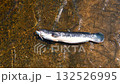 The body of Giant snakehead fish on brown ground with flowing water, Black and white stripes of this large freshwater fish in Thailand 132526995