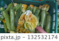 A woman's hand picks up a green zucchini and examines the yellow zucchini flower at the end of the fruit 132532174