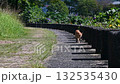 A scene of a cat walking slowly | Peaceful everyday life / pet material A scene of a cat walking slowly | Peaceful everyday life / pet material 132535430