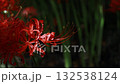 red spider lily, bloom, blossom 132538124
