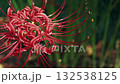 bloom, blossom, blossoms 132538125
