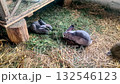 Two cute gray rabbits sitting and happily eating fresh green grass in a wooden hutch on a rural farm 132546123