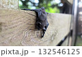 Close-up of a small, sleeping bat hanging upside down on a wooden fence, emphasizing nocturnal wildlife and nature 132546125