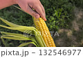 A hand gently strips the silk from a freshly picked, bright yellow ear of corn, emphasizing fresh organic harvest 132546977