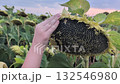 A hand holds a large sunflower head in a field. The sunflower is ripe with black seeds. Green leaves surround the flower under a colorful sky 132546980