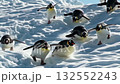 Penguins competing?! Friends playing in a silvery white world 132552243