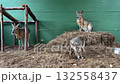 Group of patagonian maras stand on hays daytime 132558437